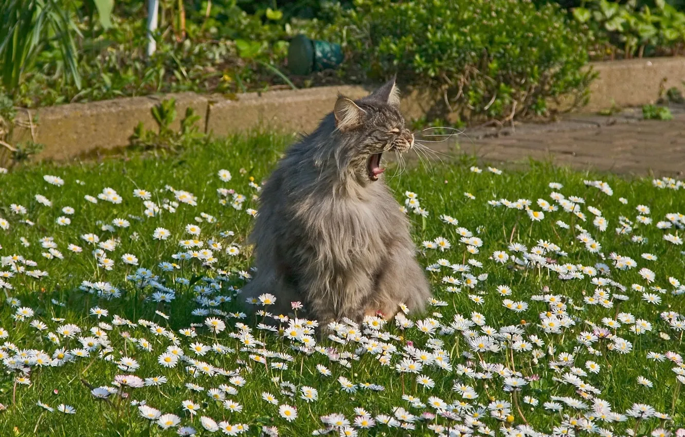 Фото обои трава, кот, серый, ромашки, пушистый, зевает