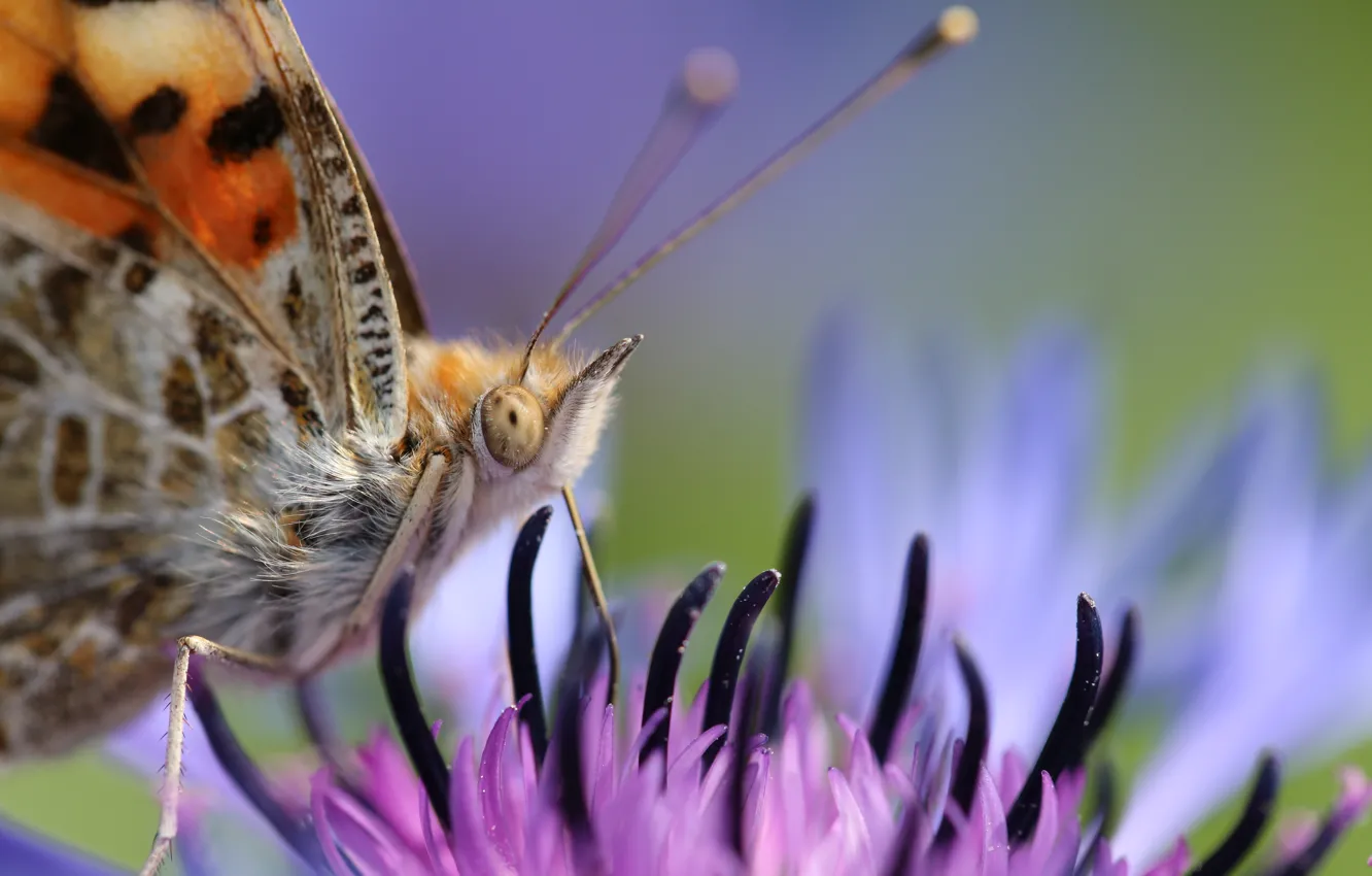 Фото обои макро, фон, бабочка, размытие, Цветок