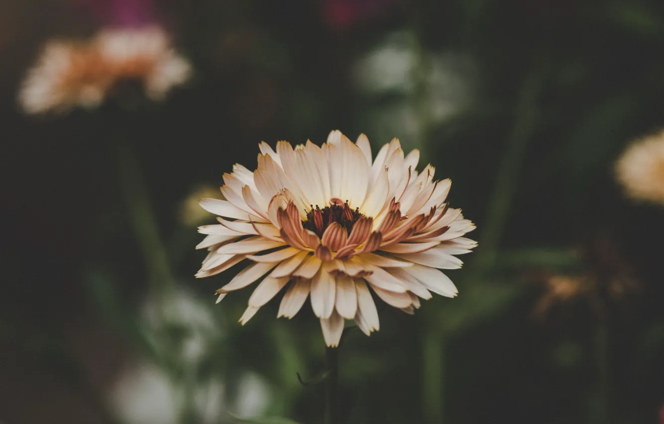Фото обои plants, флора, flora, flower, color, by Daniel Spase, Daniel Spase, flowers