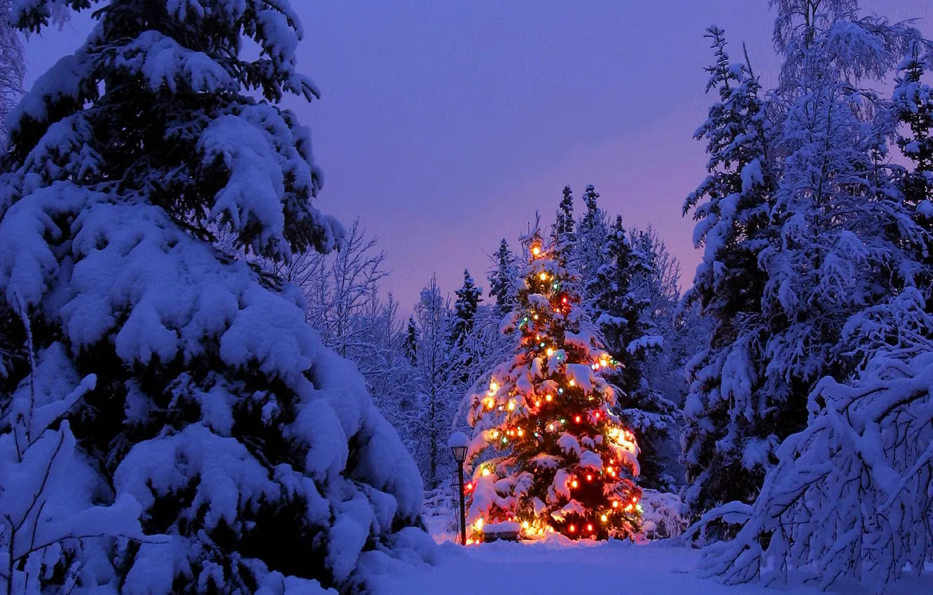 Фото обои лес, снег, огни, елка, новый год
