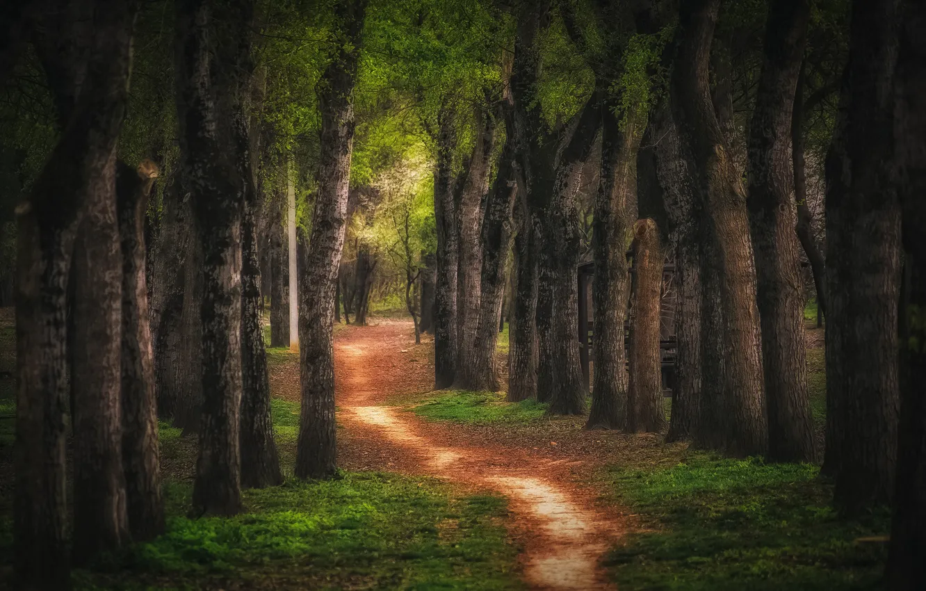 Фото обои деревья, пейзаж, природа, аллея, тропинка, Краснодар, Павел Сагайдак