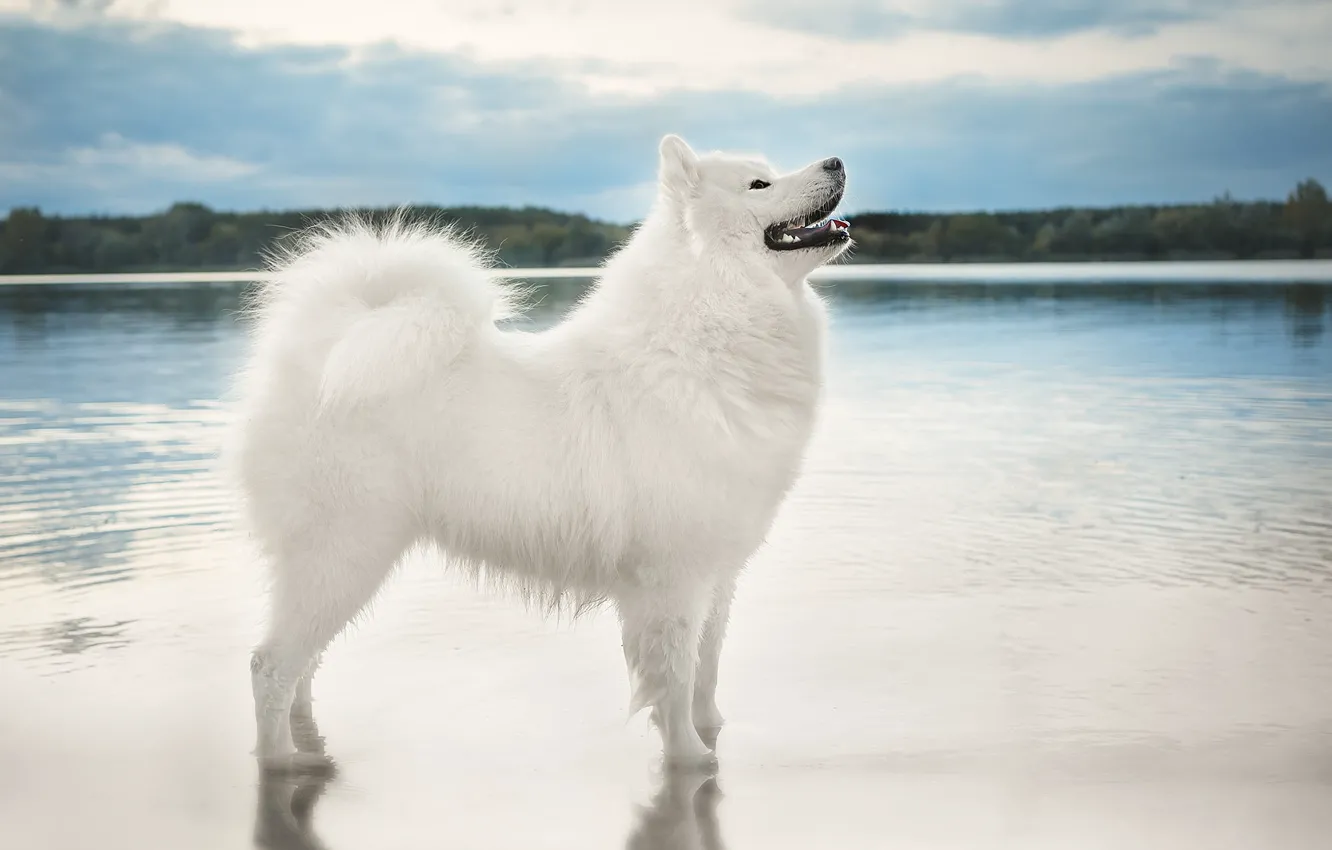 Фото обои небо, взгляд, вода, природа, поза, берег, собака, белая