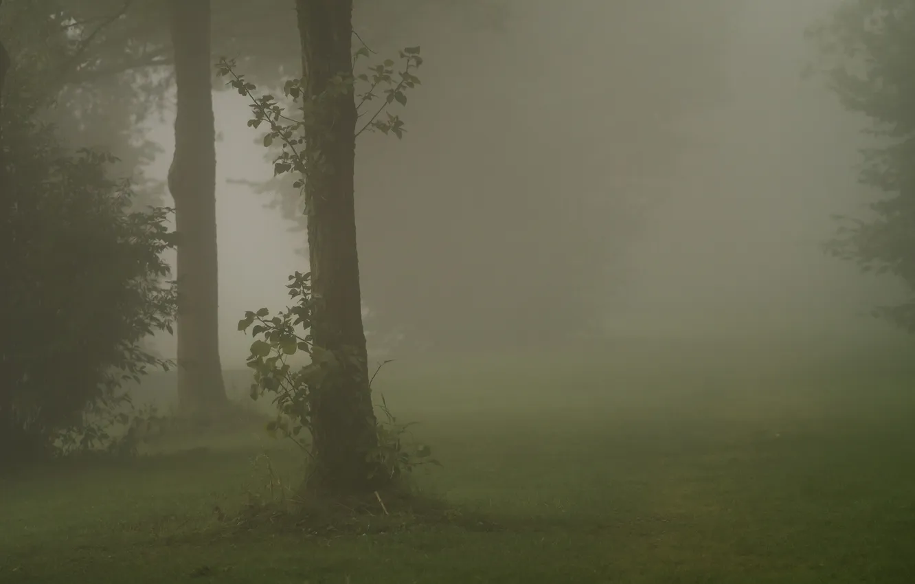 Фото обои деревья, природа, туман