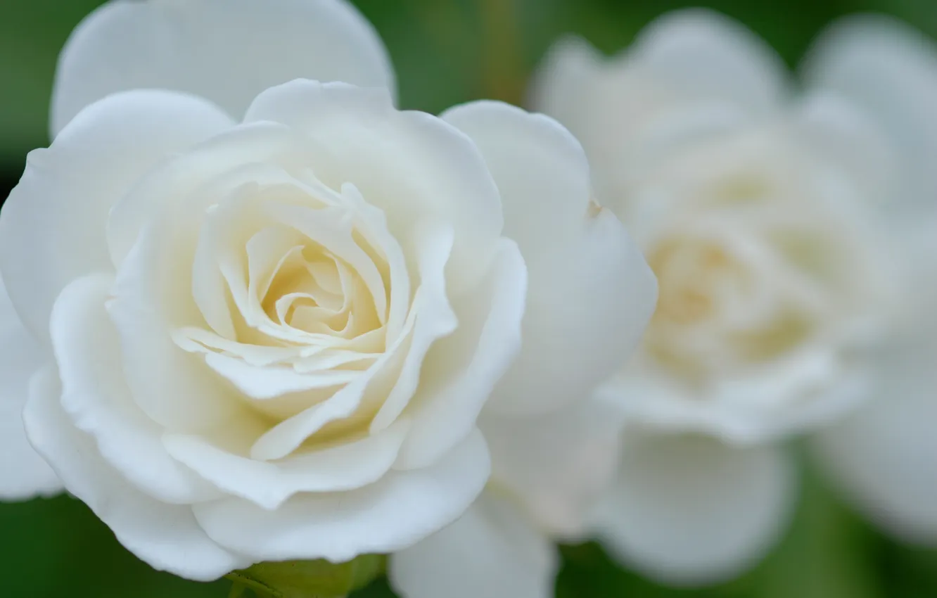 Фото обои цветок, макро, роза, лепестки, бутон, белая