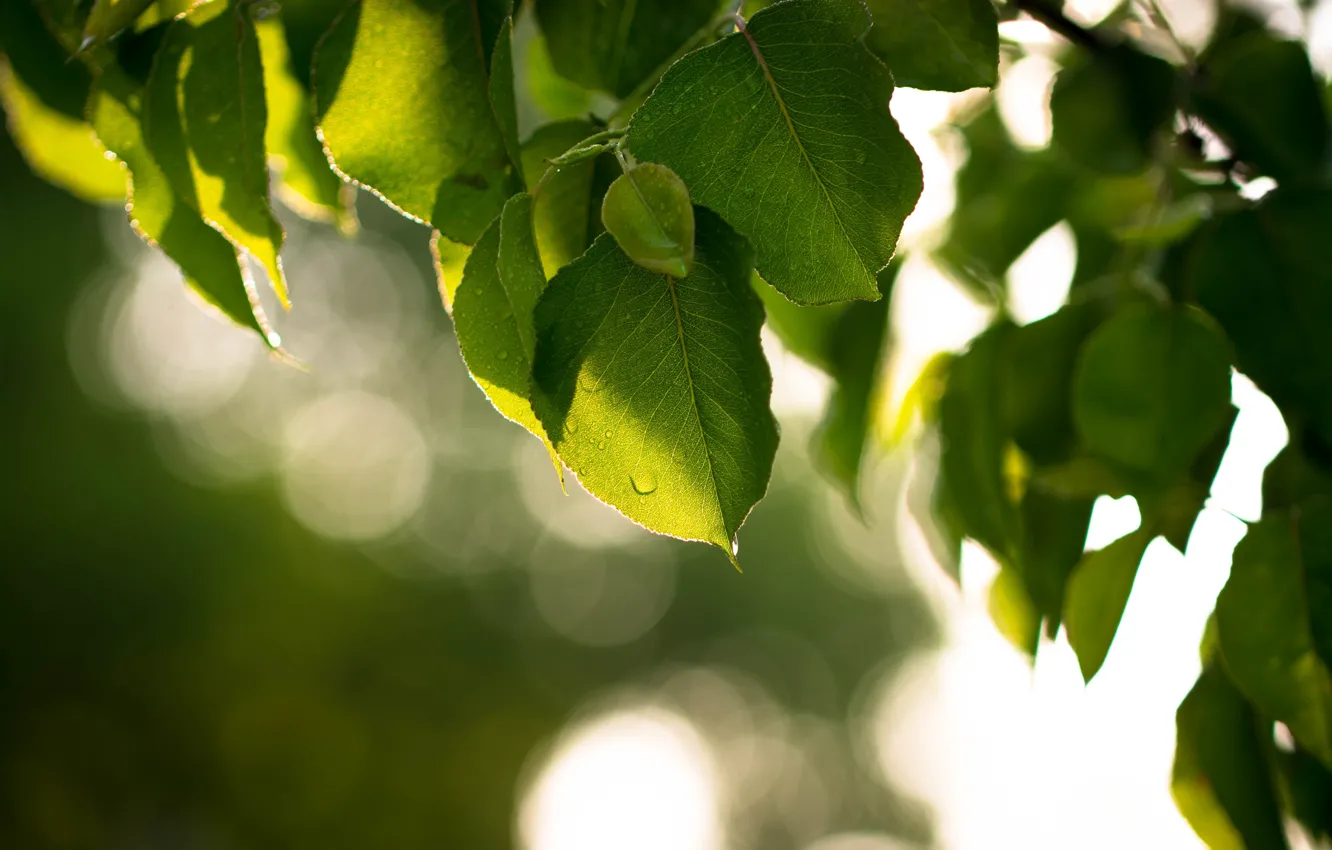 Фото обои листья, деревья, зеленый