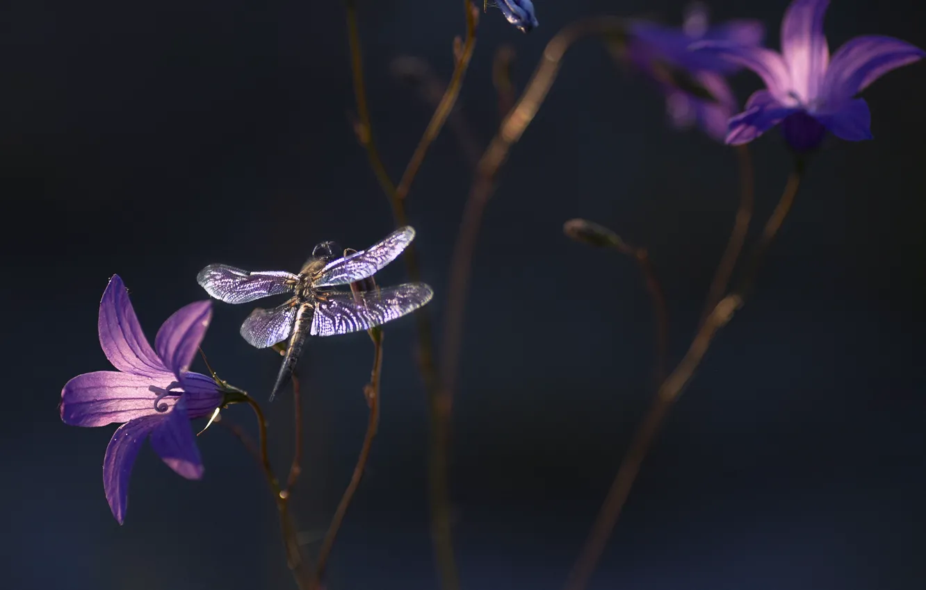 Фото обои цветы, природа, стрекоза, насекомое