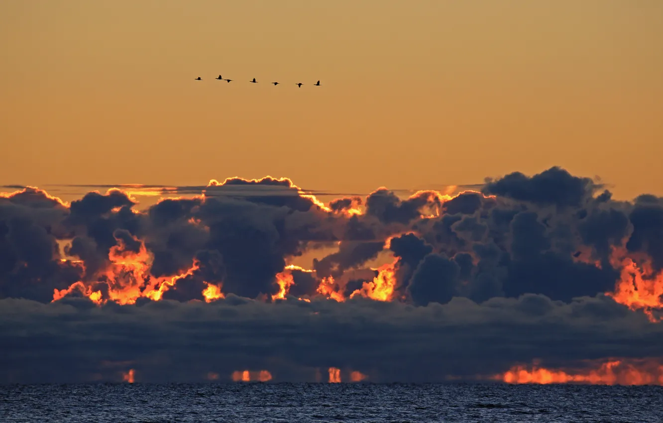 Фото обои sunset, seascape, clouds, birds