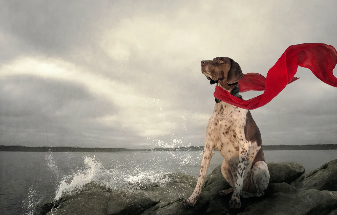 Фото обои озеро, камни, собака, шарф, красный шарф