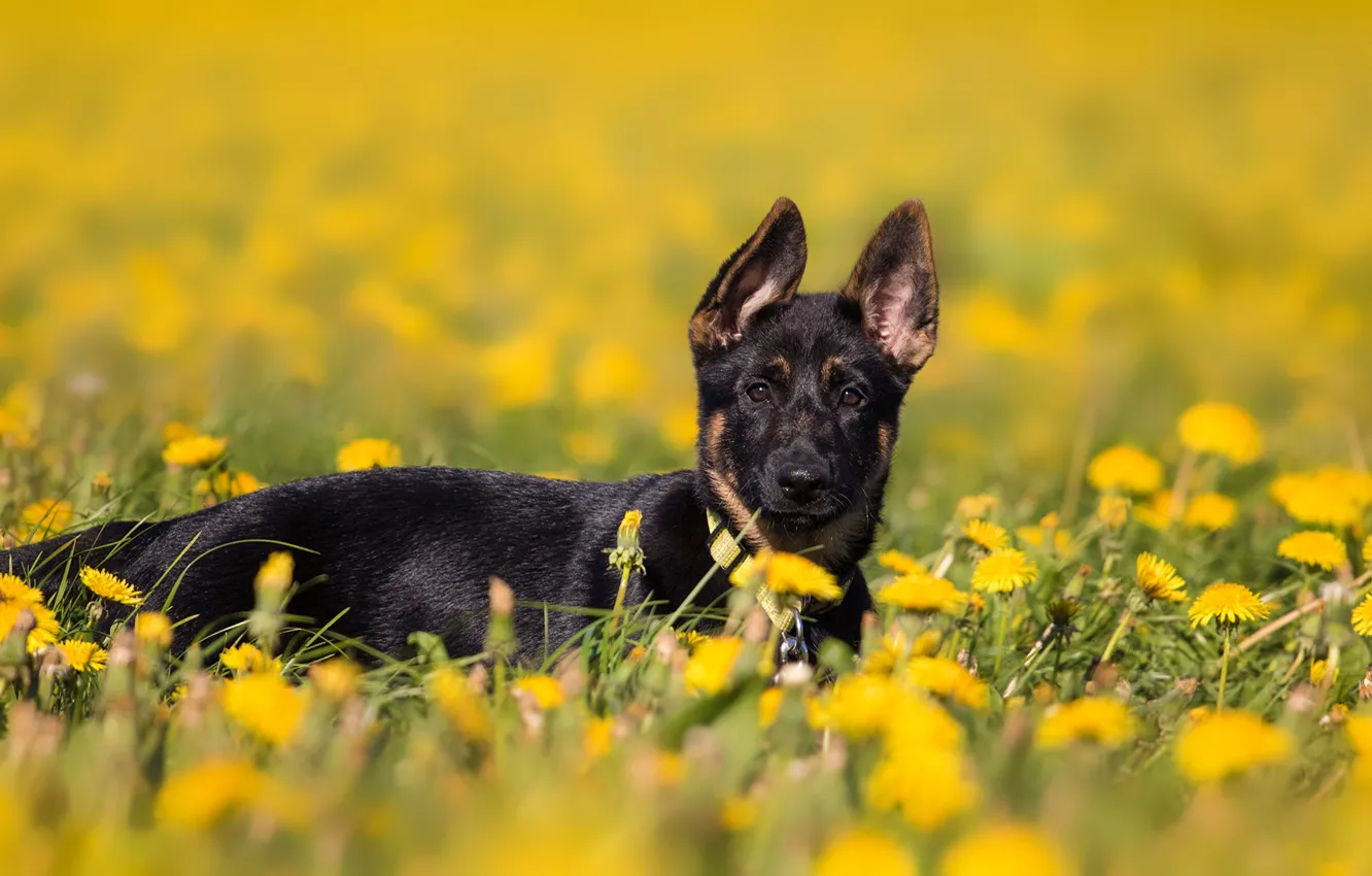 Фото обои поле, цветы, природа, фон, поляна, собака, весна, желтые