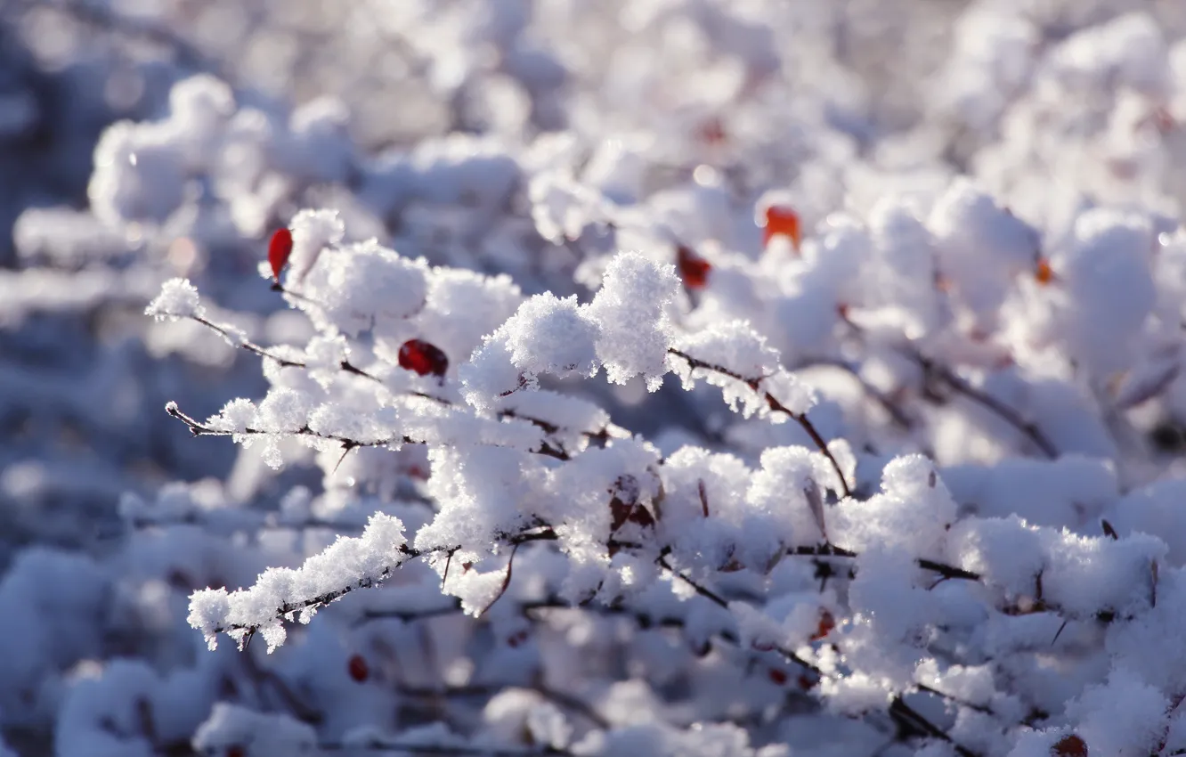 Фото обои white, winter, snow, twig
