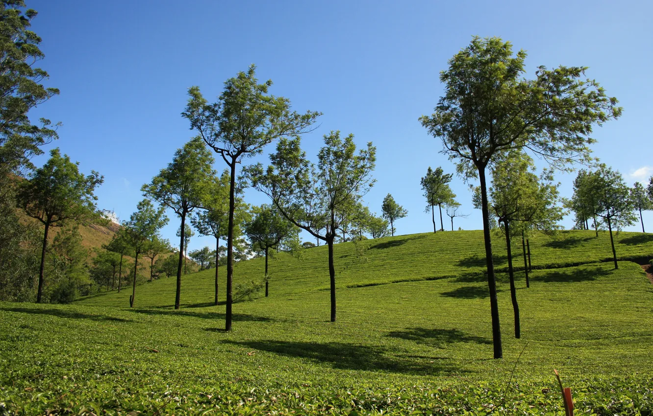 Фото обои небо, деревья, холмы, чай, плантация