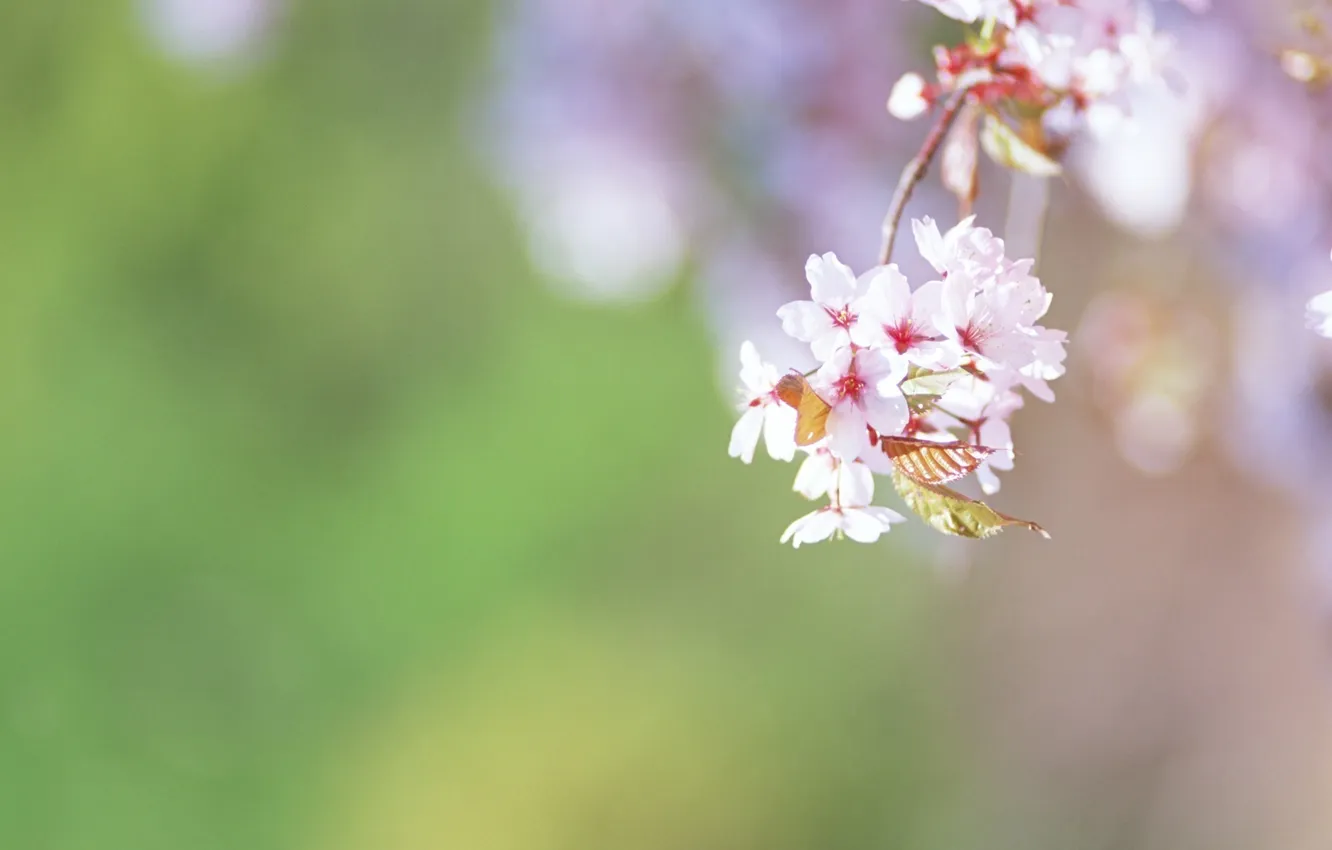Фото обои макро, цветы, вишня, веточка, нежность, цвет, весна, размытость