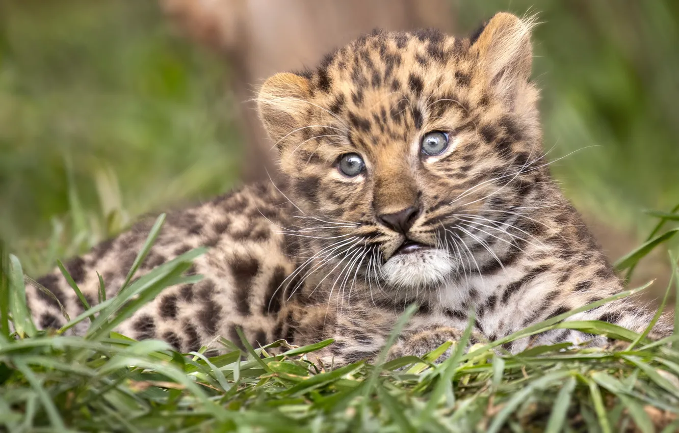Фото обои трава, леопард, детёныш, котёнок, мордашка, дикая кошка