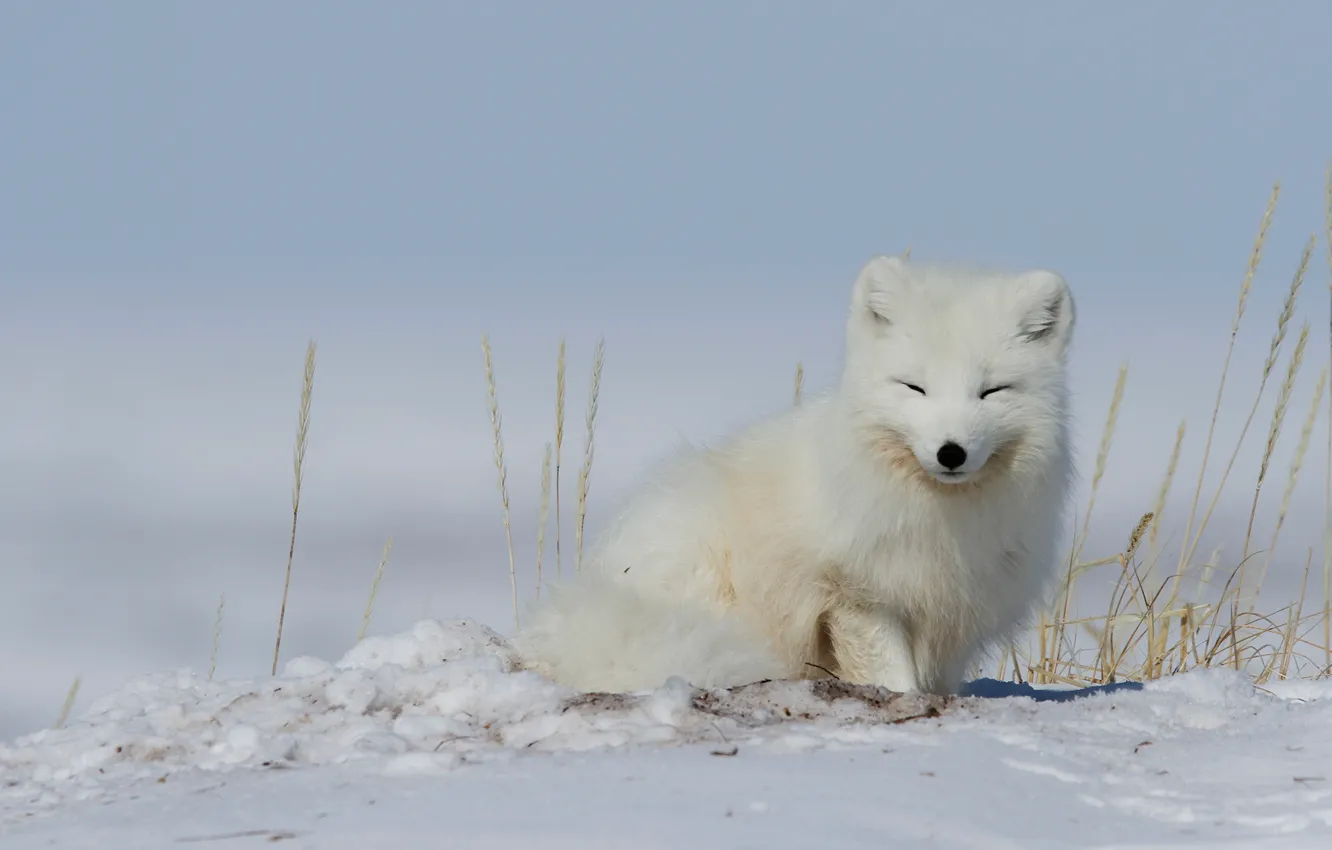 Фото обои зима, снег, колоски, песец, полярная лиса