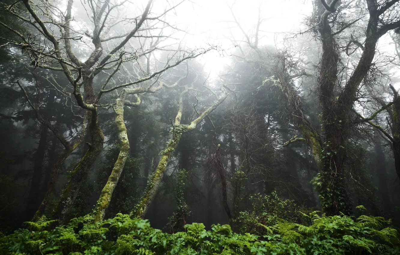 Фото обои Португалия, Portugal, Тропический лес между городами Синтра и Кашкайш, The rainforest between Sintra and Cascais