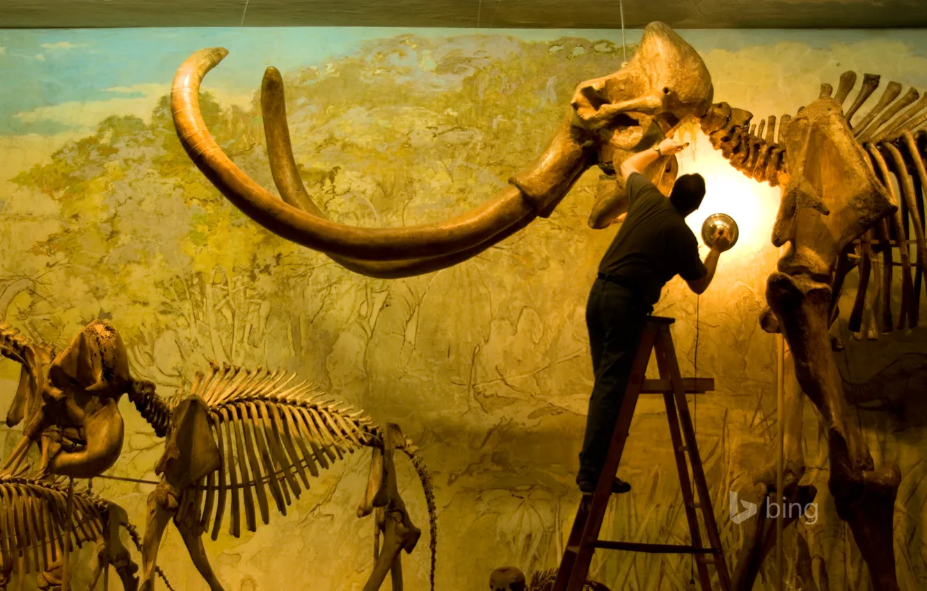 Фото обои США, музей, скелет мамонта, университет штата Небраска