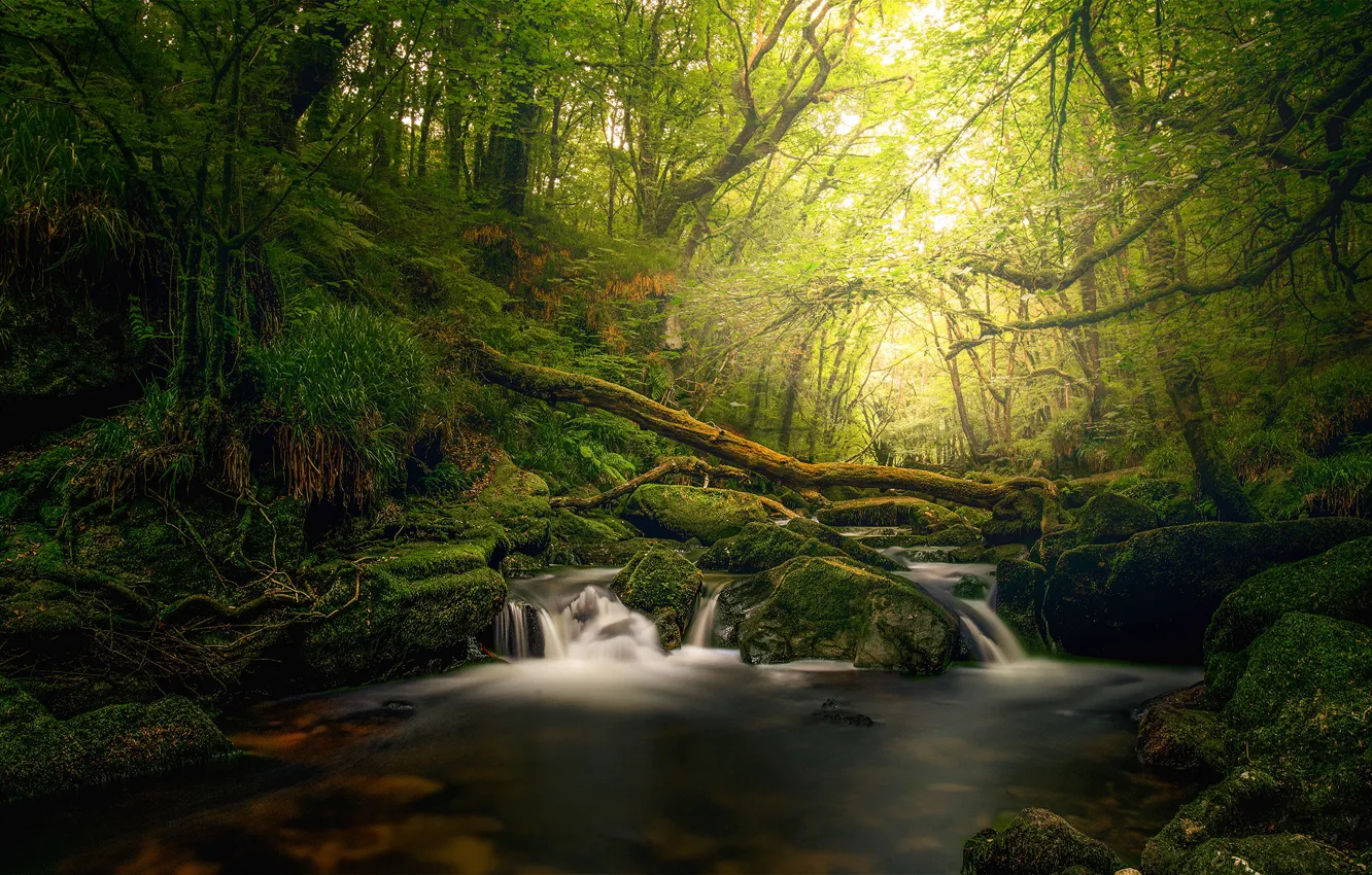Фото обои зелень, лес, лето, свет, камни, заросли, водопад