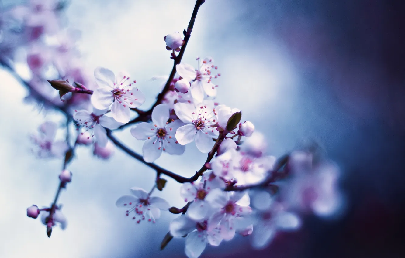 Фото обои макро, весна, белые, цветочки, цветение
