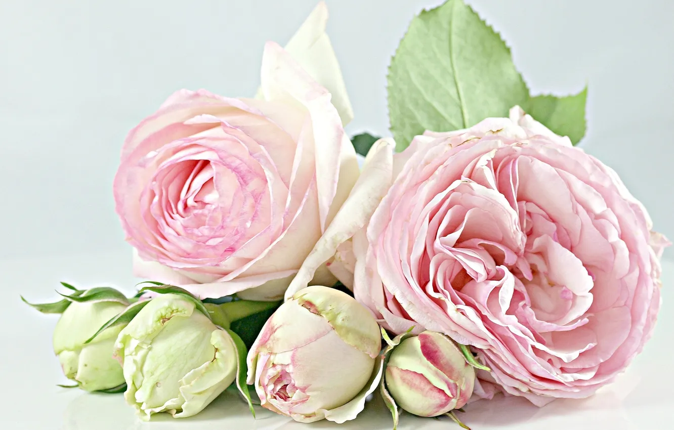 Фото обои нежность, розы, бутоны