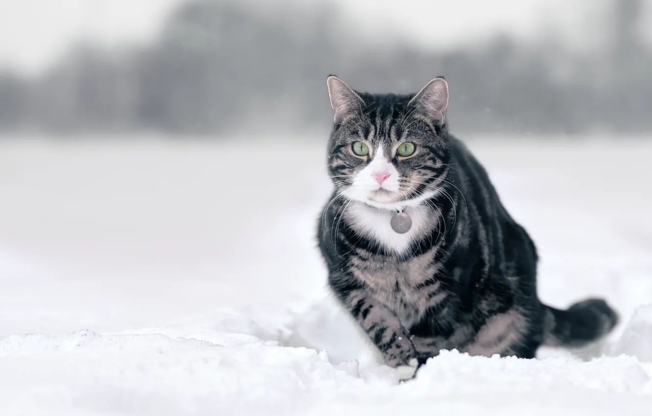Фото обои зима, кошка, кот, снег, серый, прогулка, полосатый