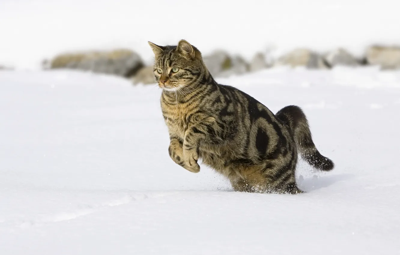 Фото обои кот, снег, прыгает