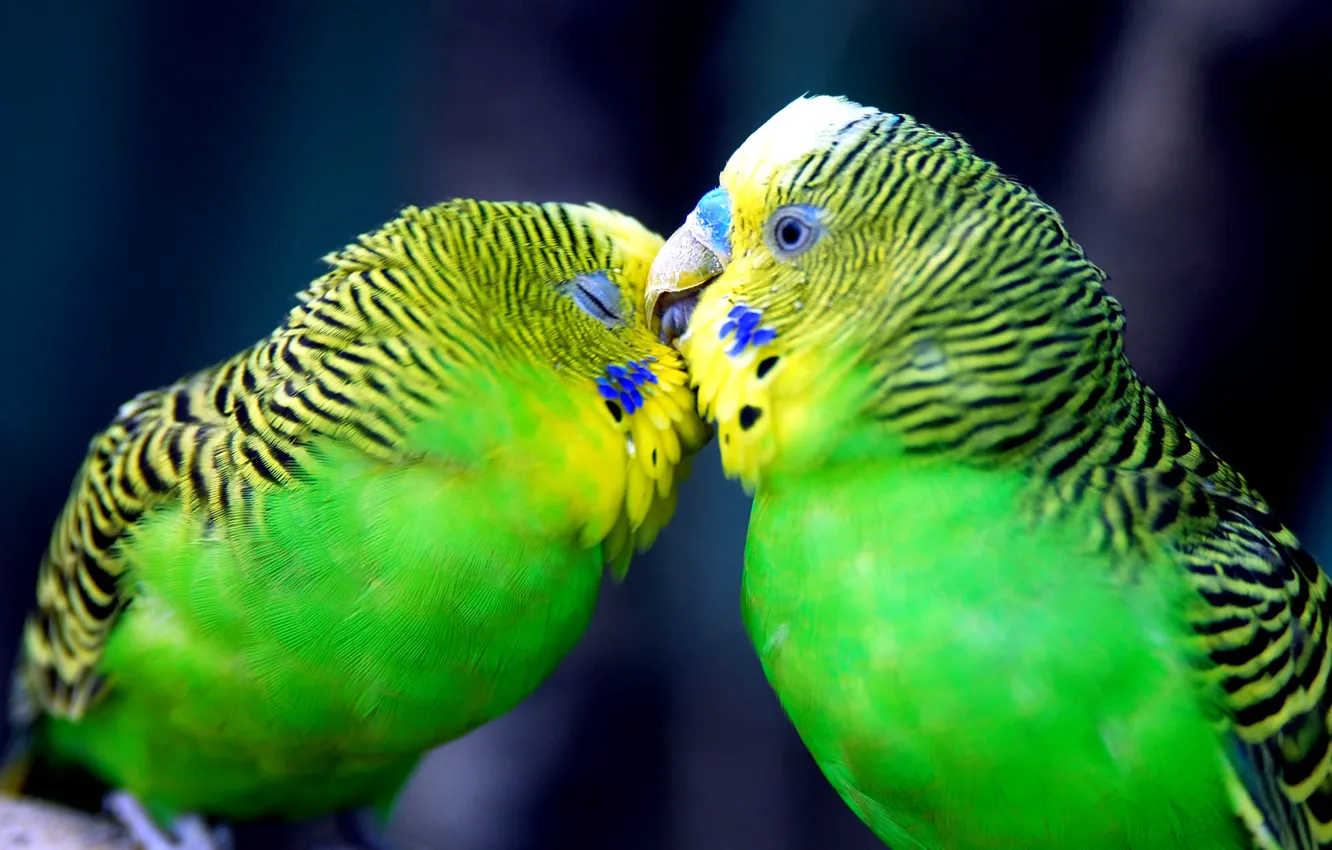 Фото обои любовь, нежность, чувства, поцелуй, попугаи