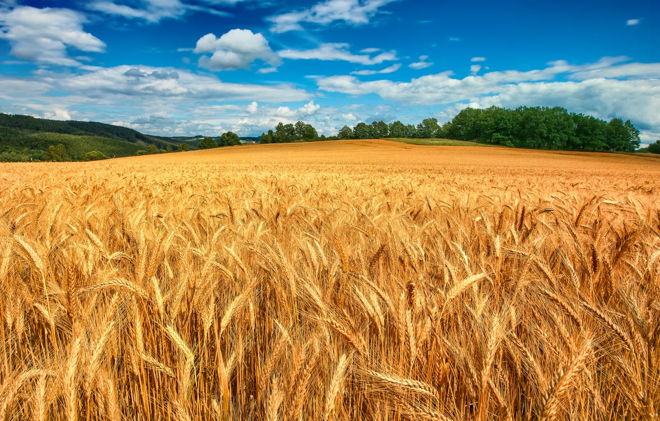 Фото обои пшеница, поле, лес, небо, облака, деревья, колосья