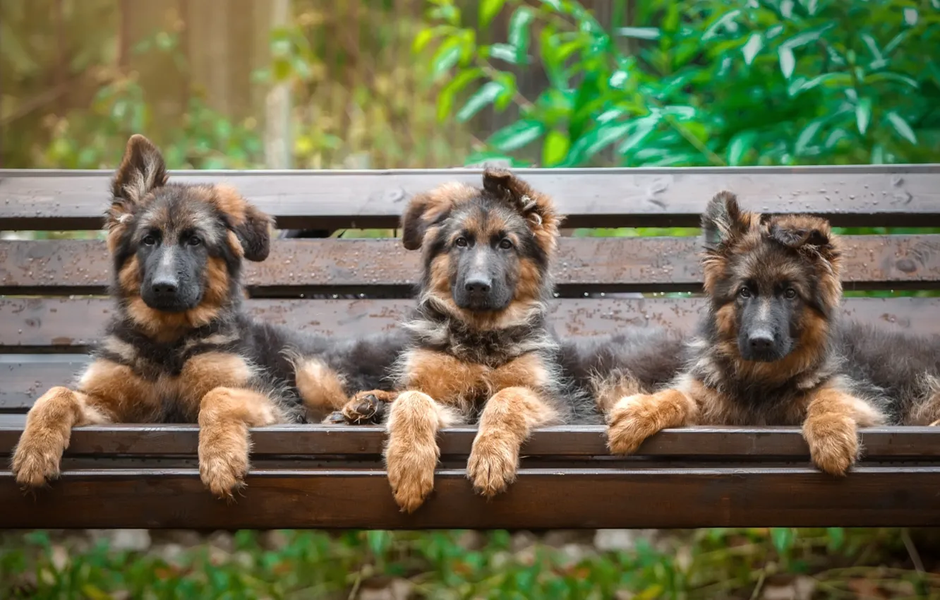Фото обои скамейка, щенки, трио, овчарка
