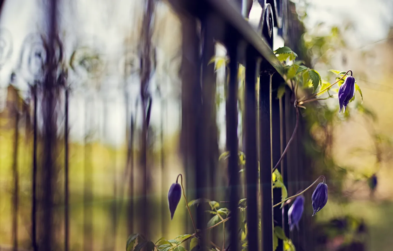 Фото обои цветы, синий, природа, забор, растение, фокус, ограда, решетка