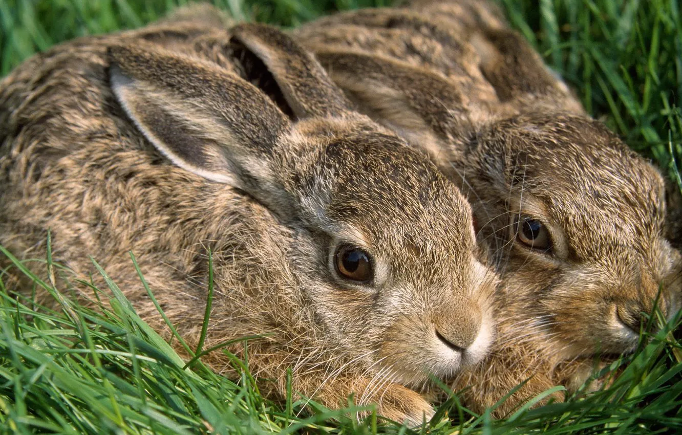 Фото обои трава, кролики, зайцы