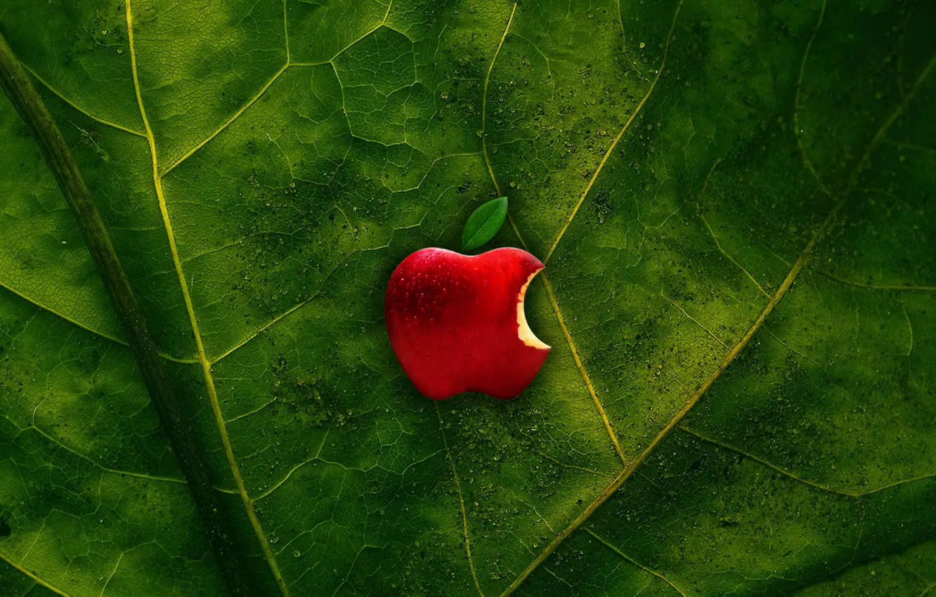 Фото обои green, apple