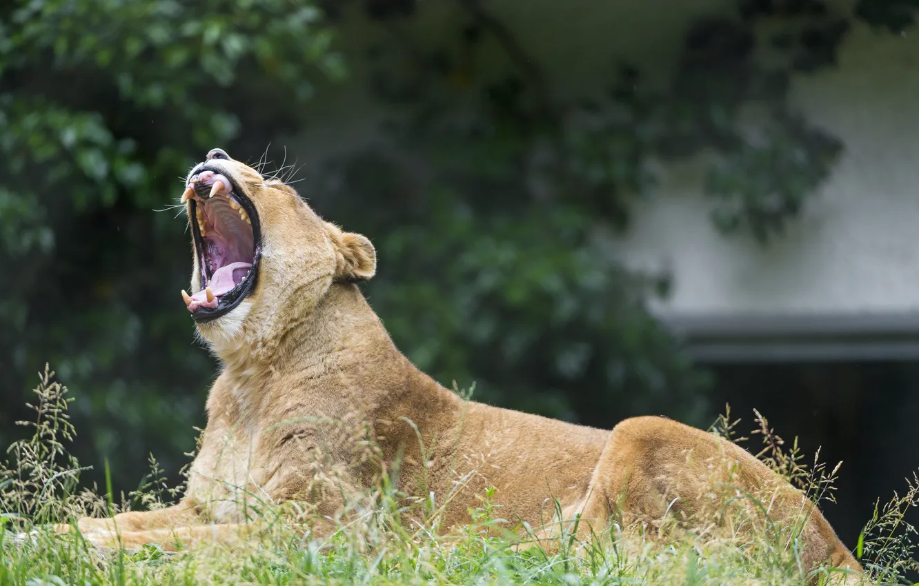 Фото обои кошка, трава, пасть, львица, зевает, ©Tambako The Jaguar