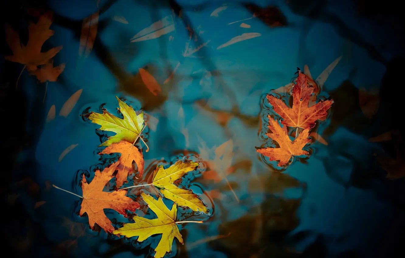 Фото обои Water, Autumn, Leaves, Maple