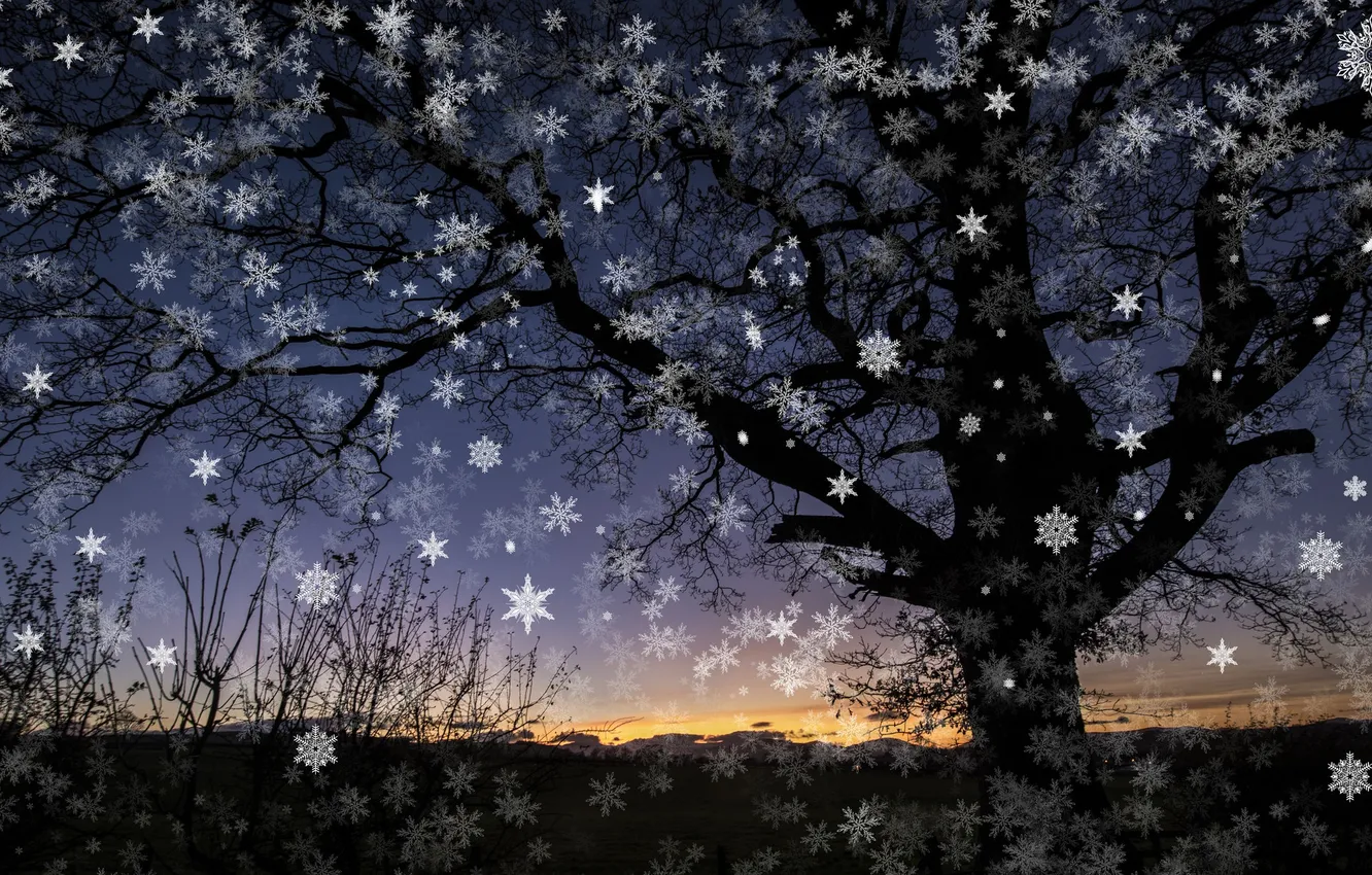 Фото обои ночь, дерево, снежнки