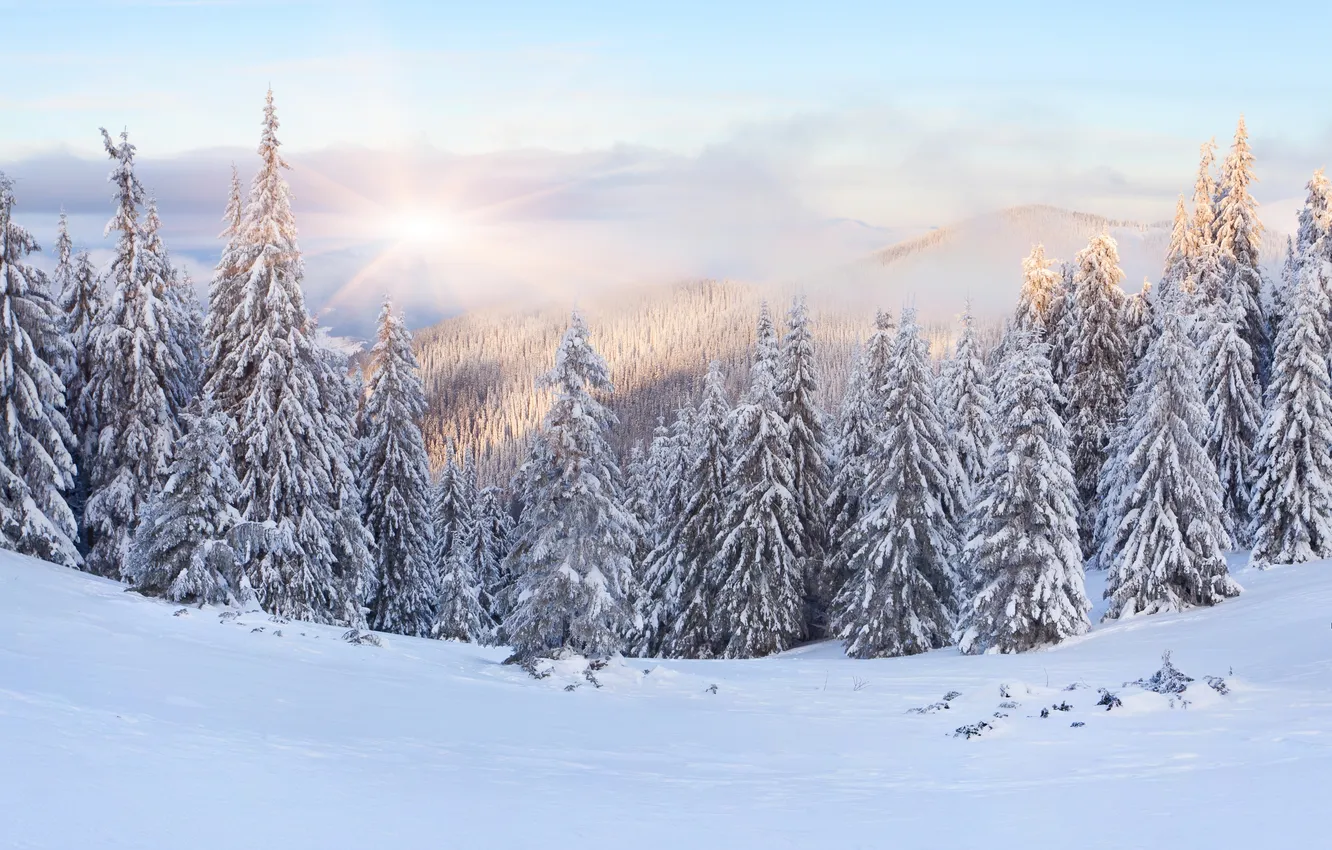 Фото обои зима, лес, снег, рассвет, холмы, ёлки