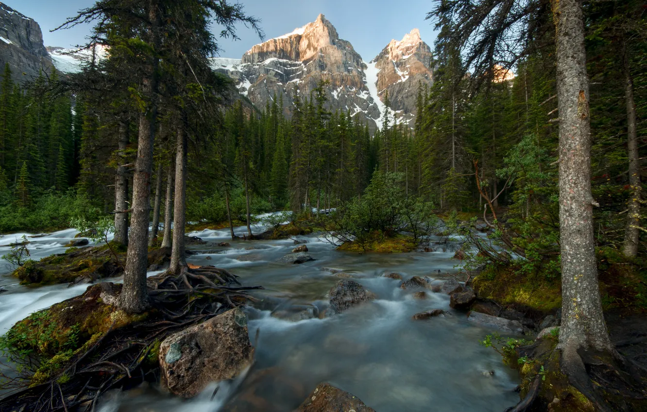 Фото обои лес, деревья, горы, река, Канада, Banff National Park, Canada