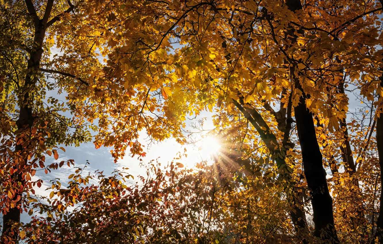 Фото обои осень, листья, солнце, деревья, ветки