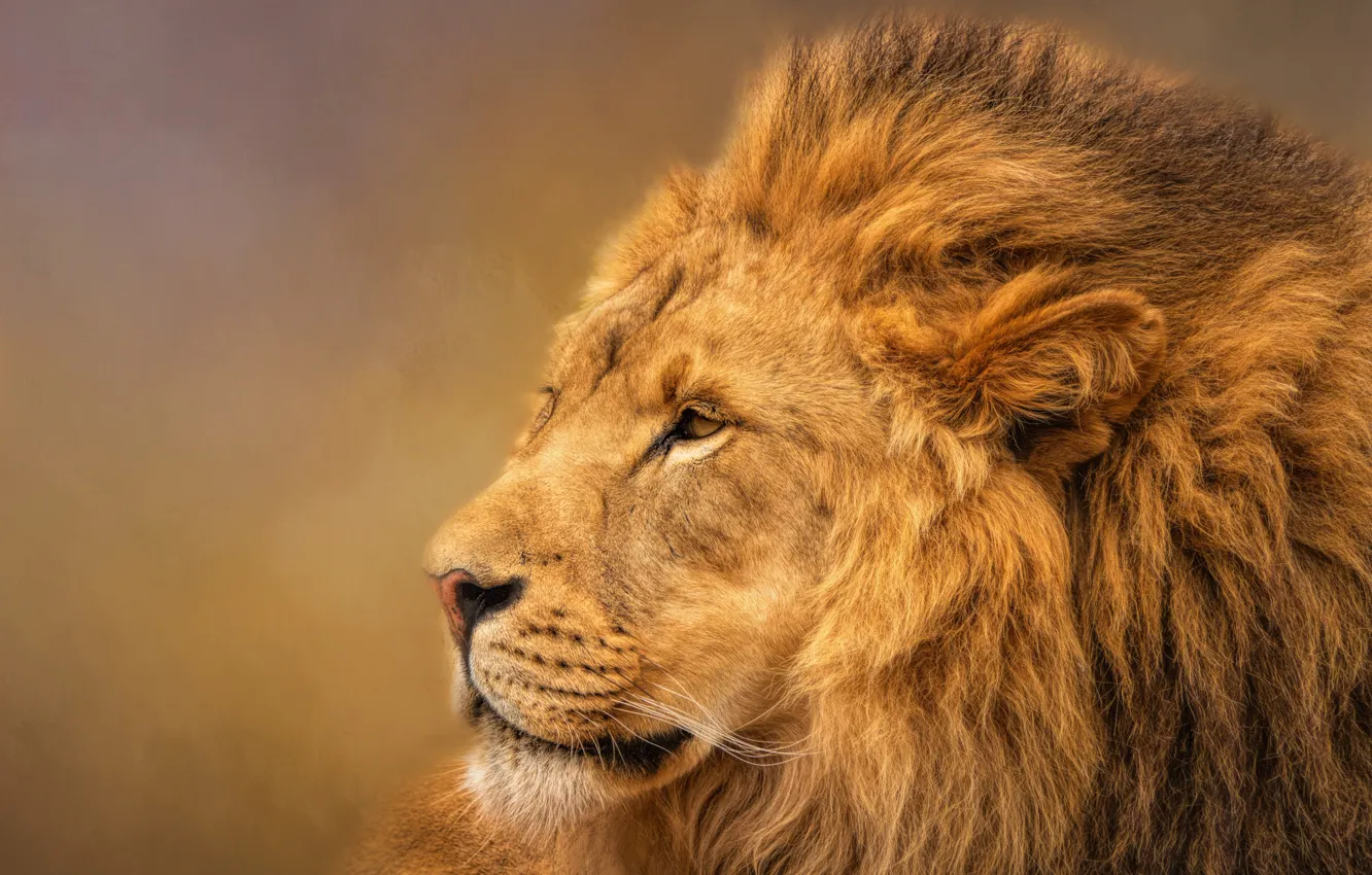 Фото обои лев, царь, грива, профиль, красавец