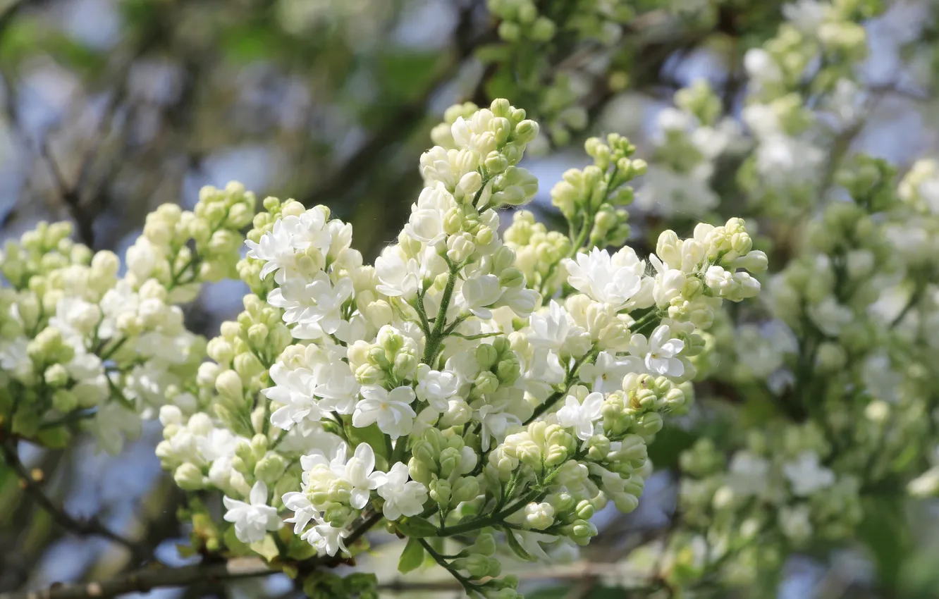 Фото обои white, flower, spring, lilac, twig
