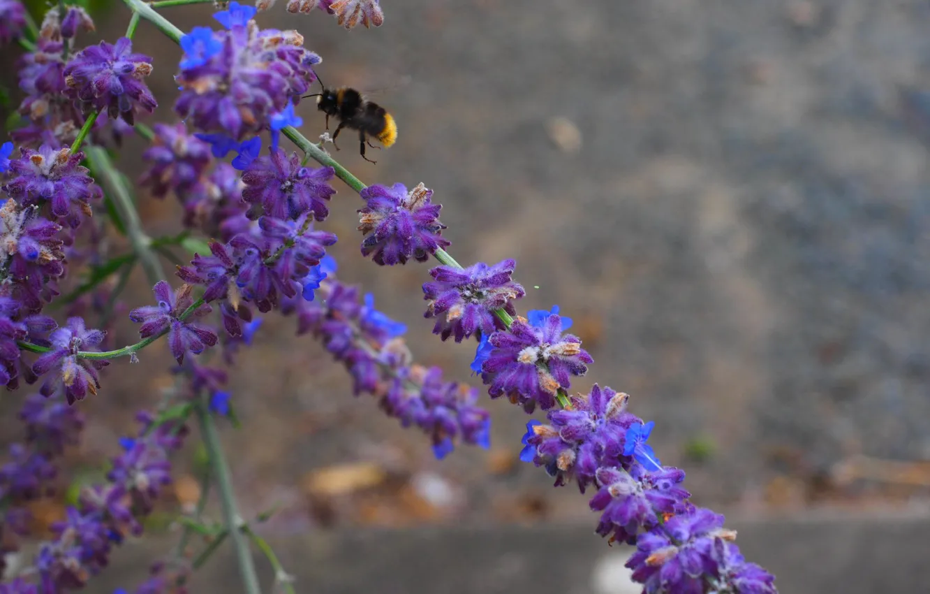 Фото обои макро, цветы, пчела, растения