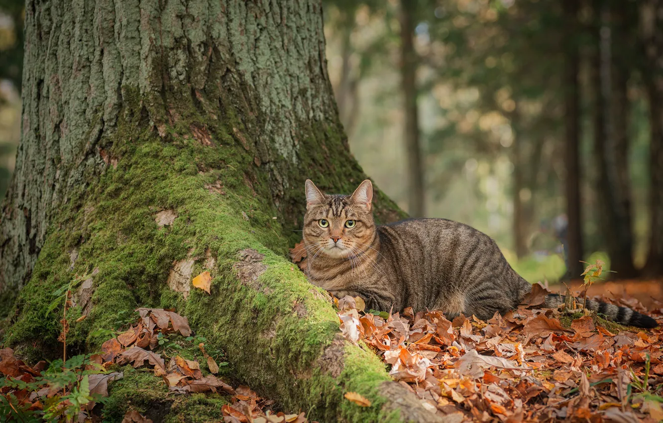 Фото обои осень, кот, взгляд, дерево, мох, опавшие листья, котейка, Максим Вышарь
