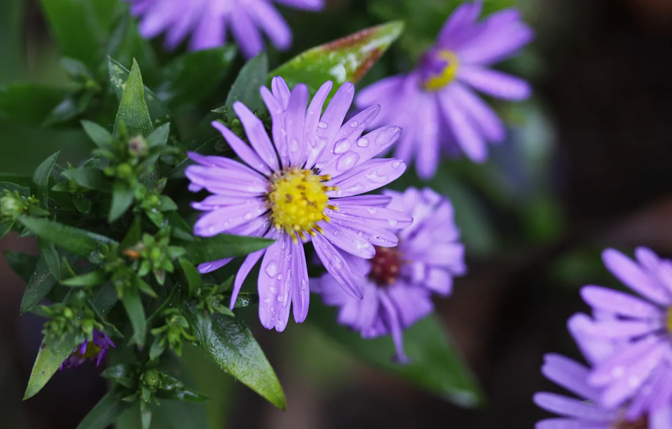 Фото обои Капли, Фиолетовые цветы, Drops, Purple flowers