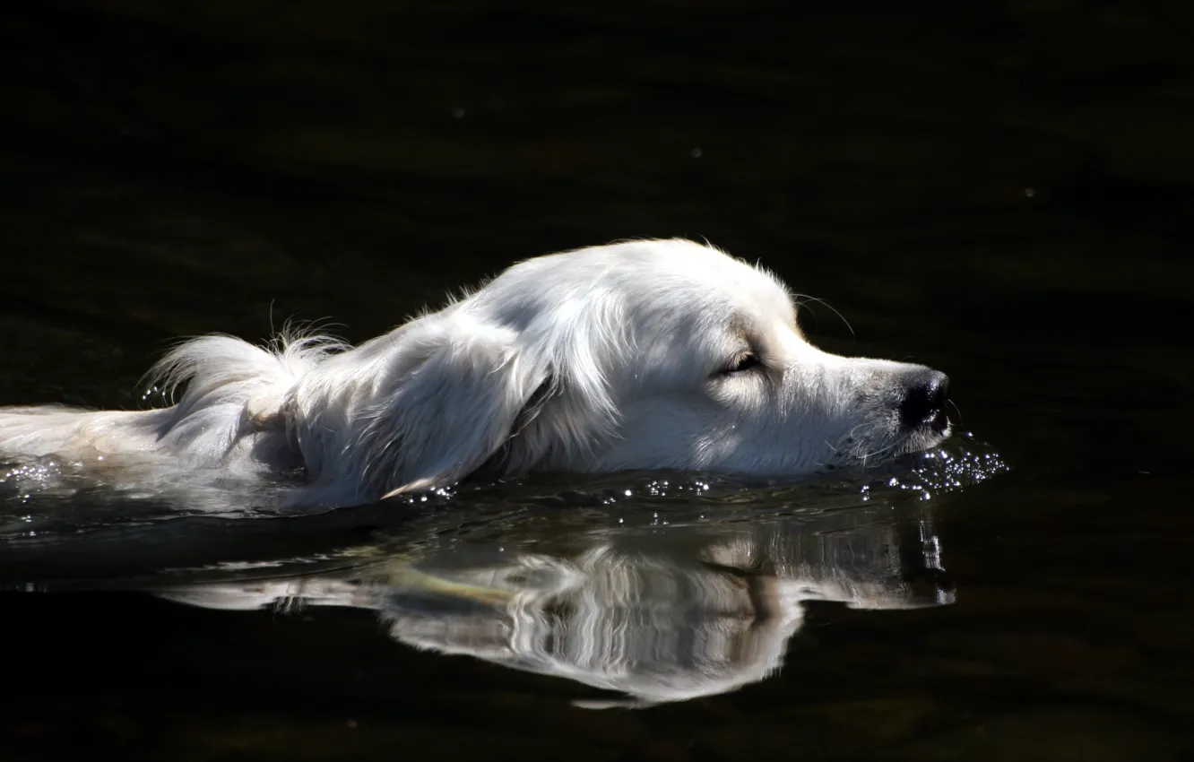 Фото обои вода, друг, собака