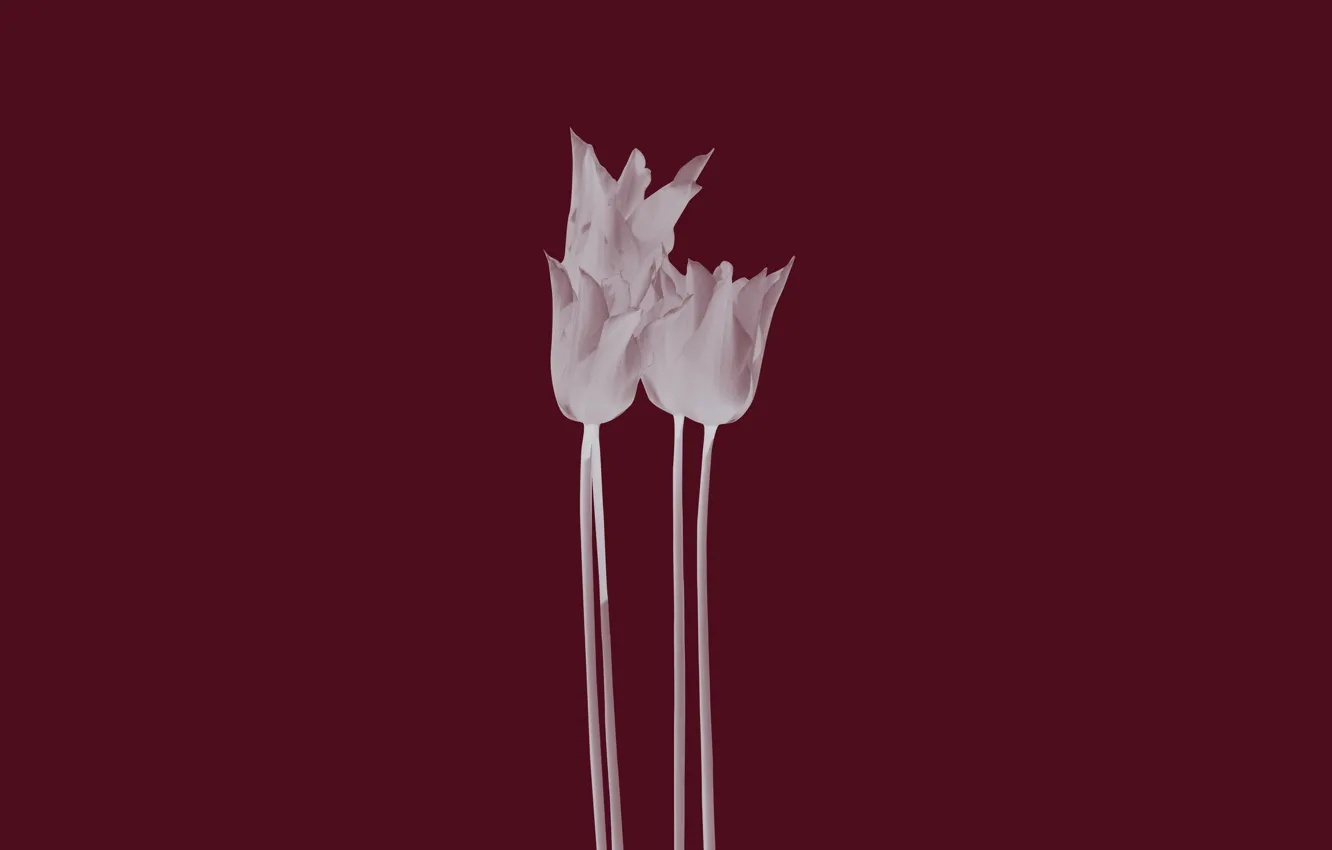 Фото обои цветы, тюльпан, минимализм, тюльпаны, цветки