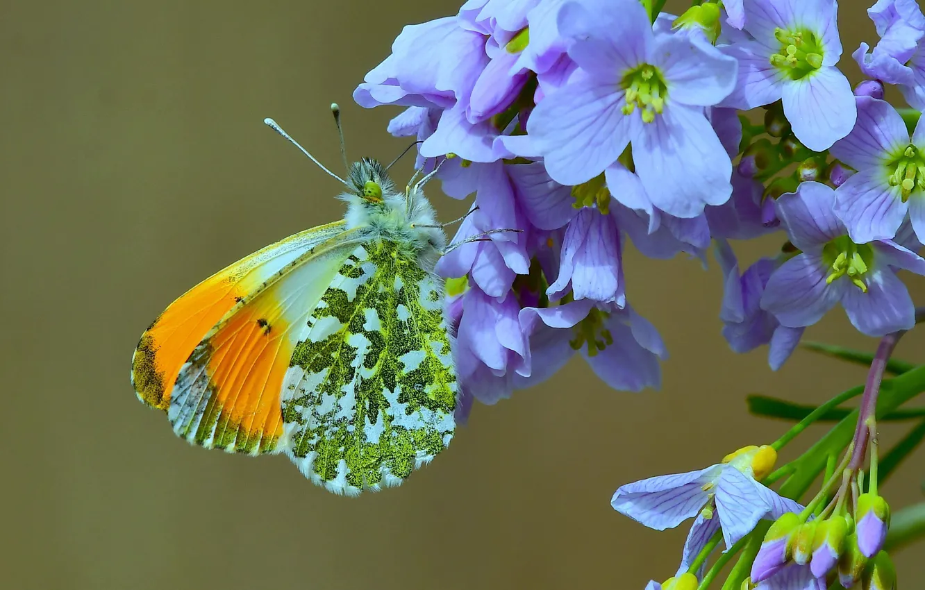 Фото обои цветы, фон, бабочка, крылышки, Зорька, Сердечник луговой