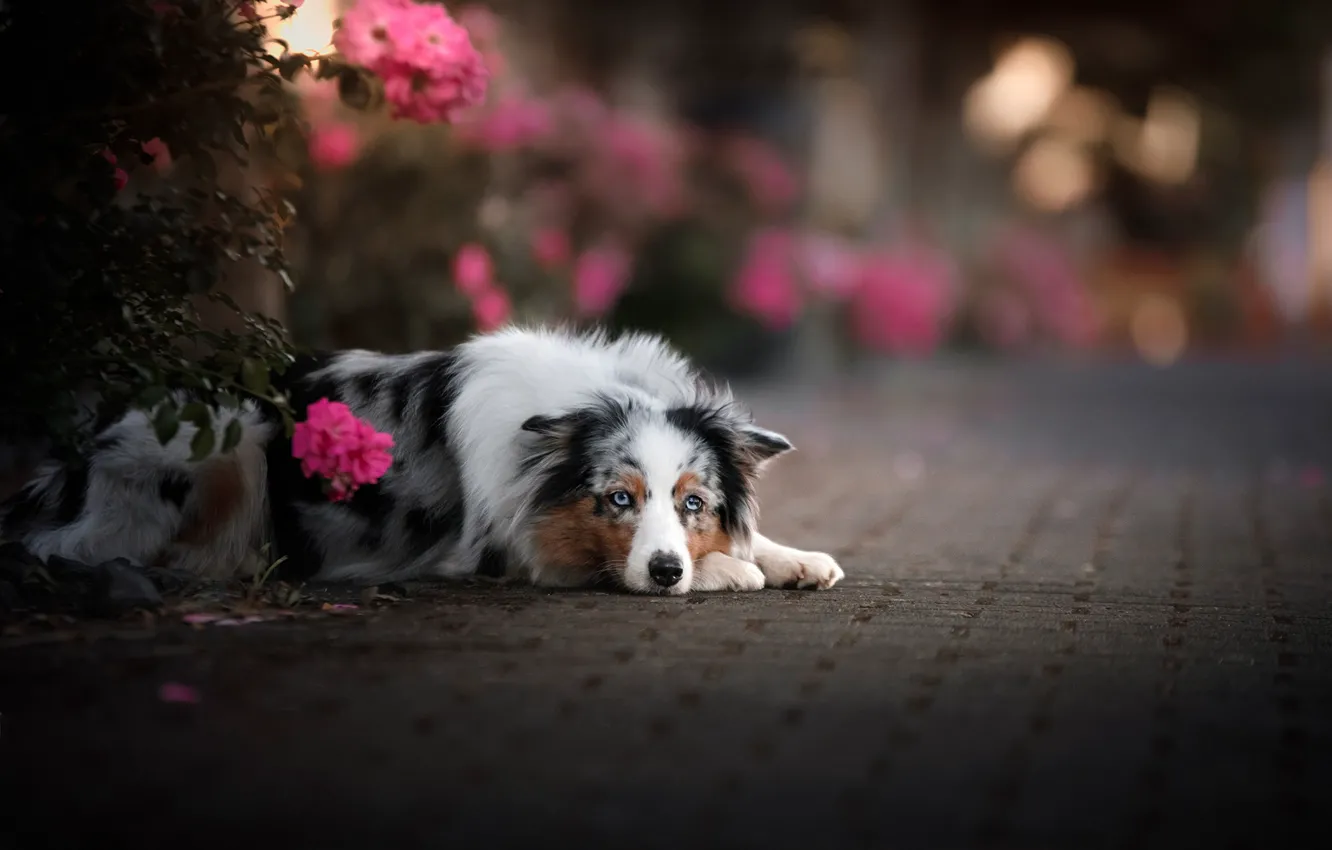 Фото обои взгляд, цветы, собака, боке, Австралийская овчарка, Аусси