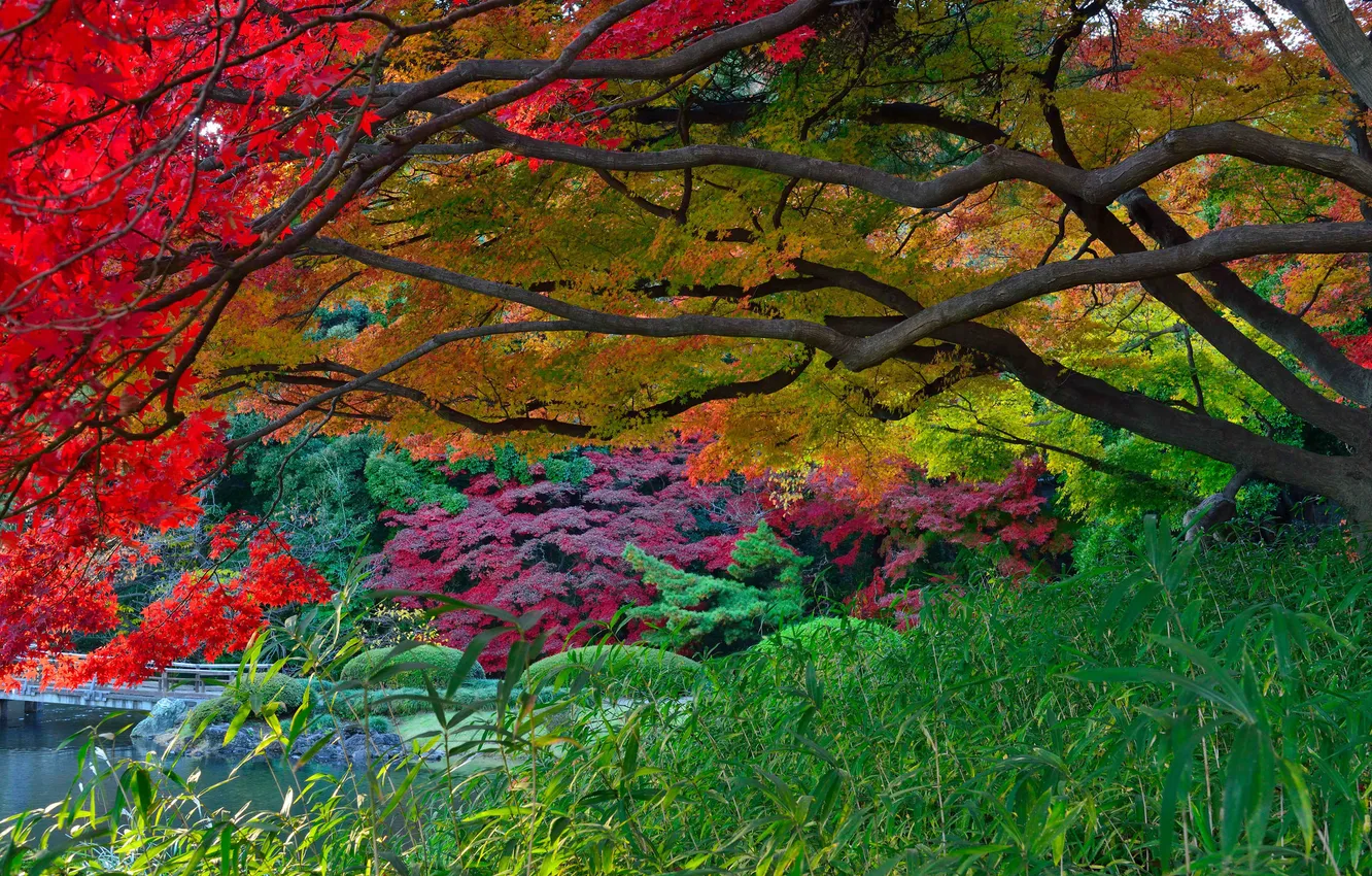 Фото обои осень, листья, деревья, озеро, парк, Япония, сад, мостик