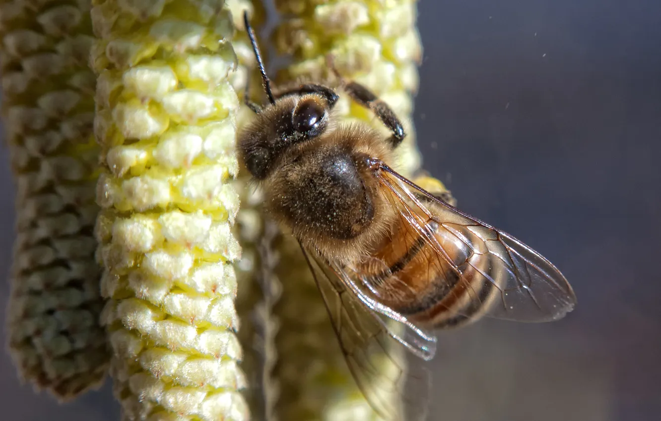 Фото обои нектар, пчела, пыльца, береза, насекомое, сережки