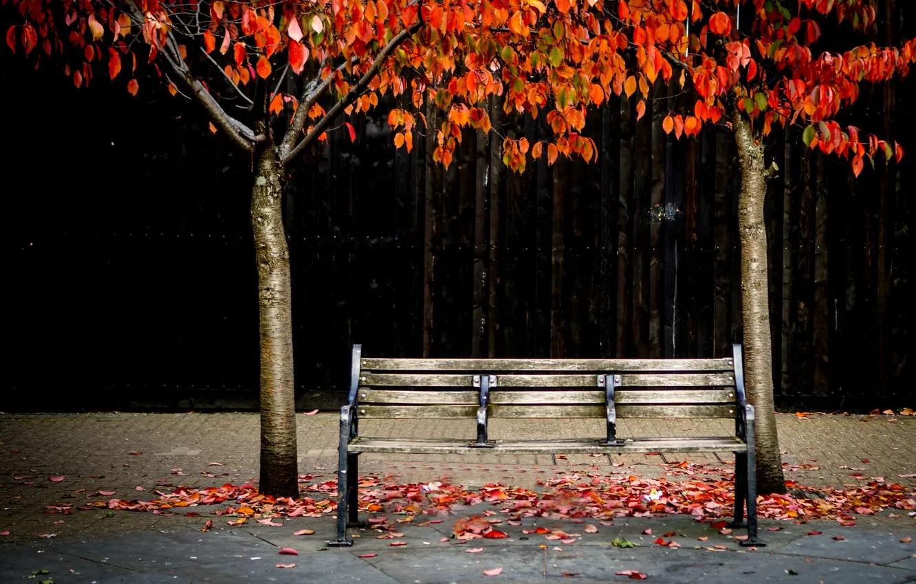 Фото обои осень, улица, скамья