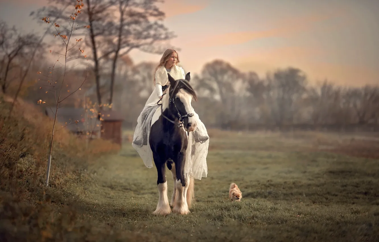 Фото обои конь, собака, девочка